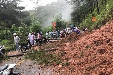 Mưa lớn gây sạt lở nghiêm trọng ở Đà Lạt, nhiều cây xanh bị quật ngã