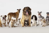 Sự đa dạng đáng kinh ngạc của loài chó bắt đầu từ hơn 10.000 năm trước