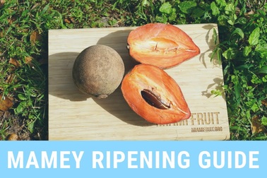 Hồng xiêm ruột đỏ ở Miami