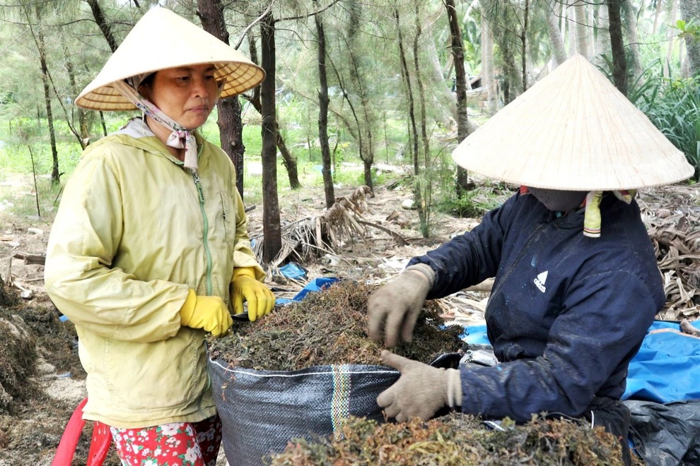 Liều mưu sinh dưới đáy biển sâu, người hái rong mơ kiếm tiền triệu mỗi ngày - 7 Liều mưu sinh dưới đáy biển sâu, người hái rong mơ kiếm tiền triệu mỗi ngày - 7