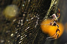 Nhện khổng lồ dùng chất độc thần kinh tiêu diệt con mồi bằng… tơ