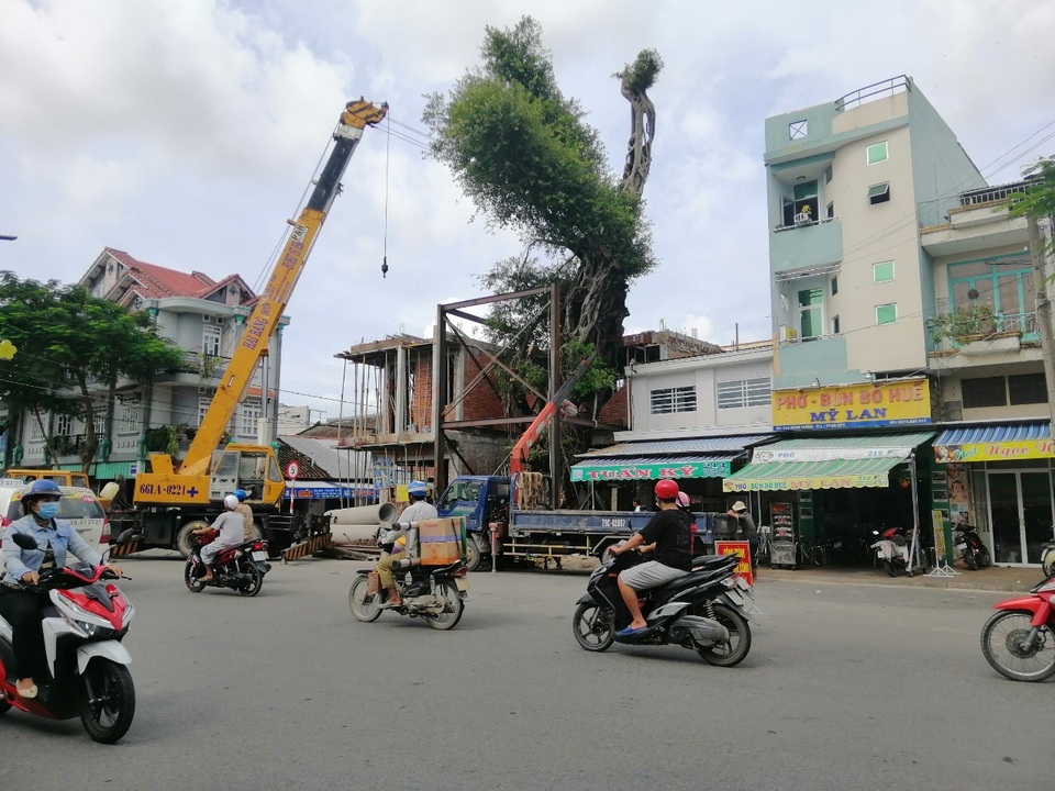 Hơn nửa tỷ đồng gia cố cây da cao hơn tòa nhà 4 tầng - 1 Hơn nửa tỷ đồng gia cố cây da cao hơn tòa nhà 4 tầng - 1