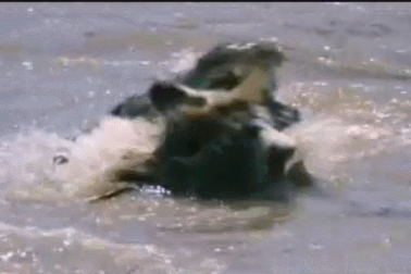 Hãi hùng cảnh ngựa vằn bị cá sấu dìm chìm nghỉm trên sông