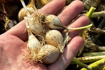 Vì sao tỏi "cô đơn" Lý Sơn có giá 1 triệu đồng/kg?