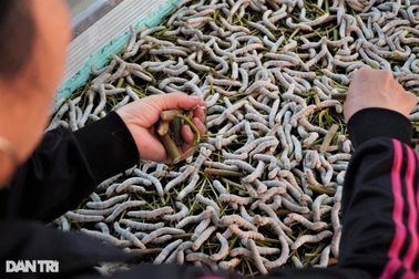 Đưa loại vật nuôi khó chiều vào phòng điều hòa, thu nửa tỷ đồng mỗi năm