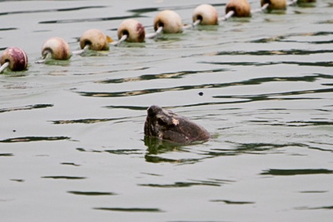 Cuộc lai dắt cụ Rùa đã bất thành