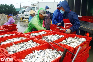 Đội mưa rét kiếm ngày triệu bạc, thợ bốc xếp ở cảng cá mơ Tết "ấm"