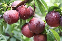 Những lợi ích sức khỏe tuyệt vời của quả mận