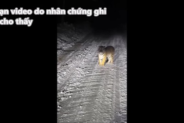 Xe ô tô bị hổ chặn đường giữa đêm tối