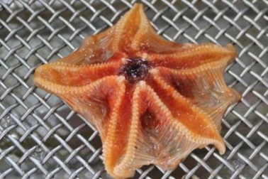 Ngay cả các sinh vật biển sâu cũng đang nuốt nhựa mà chúng ta thải ra