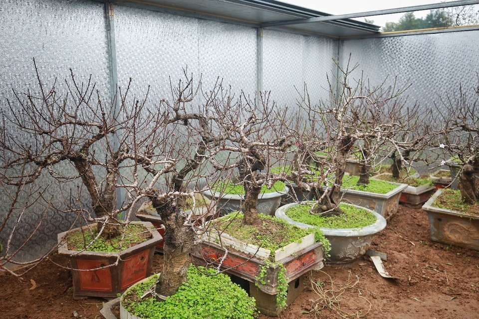 Vườn đào thất thốn độc nhất Hà Nội được nhiều đại gia trả giá “khủng” - 13 Vườn đào thất thốn độc nhất Hà Nội được nhiều đại gia trả giá “khủng” - 13