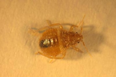 Phòng chống rệp hút máu