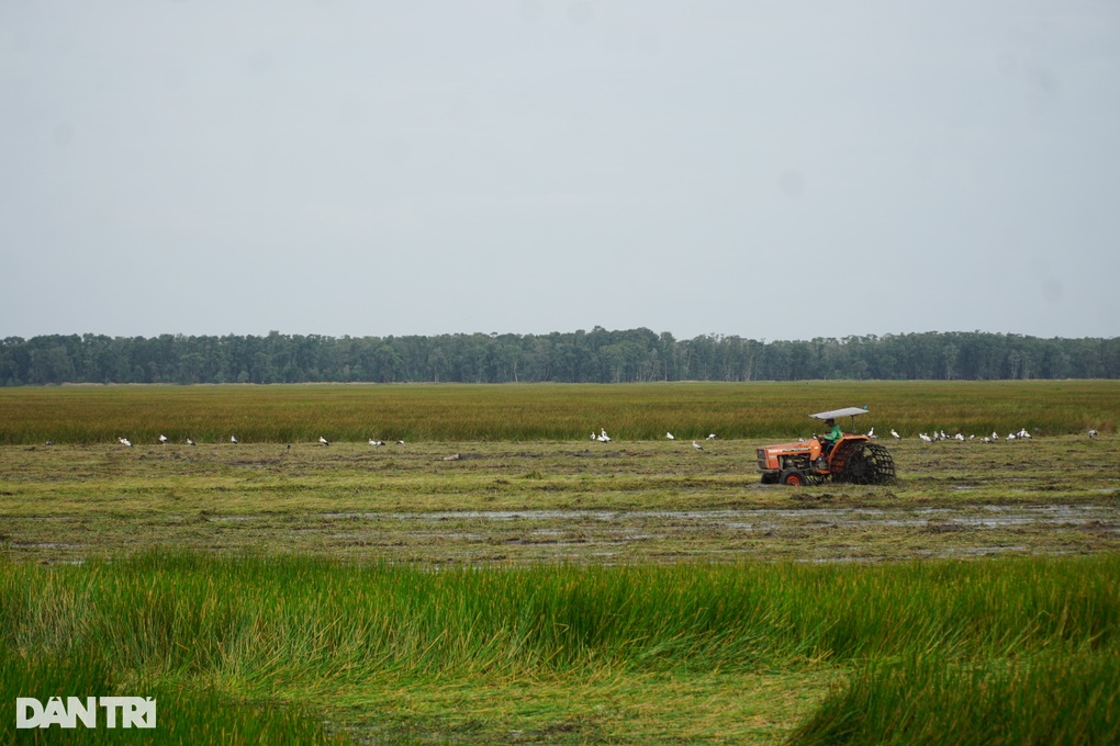 30 năm giữ Tràm Chim, thấy sếu lòng vẫn xốn xang như người thương qua ngõ - 5 30 năm giữ Tràm Chim, thấy sếu lòng vẫn xốn xang như người thương qua ngõ - 5