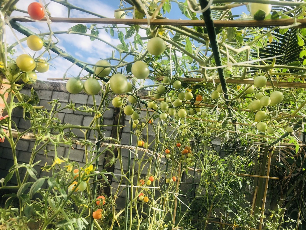 Mẹ đảm Đồng Nai 6 tháng ròng rã cải tạo mảnh đất cằn cỗi làm vườn xanh - 5 Mẹ đảm Đồng Nai 6 tháng ròng rã cải tạo mảnh đất cằn cỗi làm vườn xanh - 5