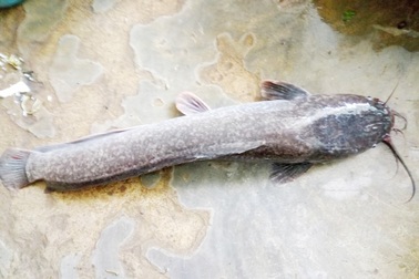 Bắt được cá trê dài gần 1 mét