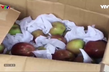 Không có táo đá Hà Giang, chỉ có táo Trung Quốc