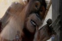 Đười ươi ở sở thú phát khóc vì nhớ du khách