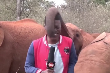 Khoảnh khắc phóng viên bị voi trêu đùa khi đang lên sóng truyền hình