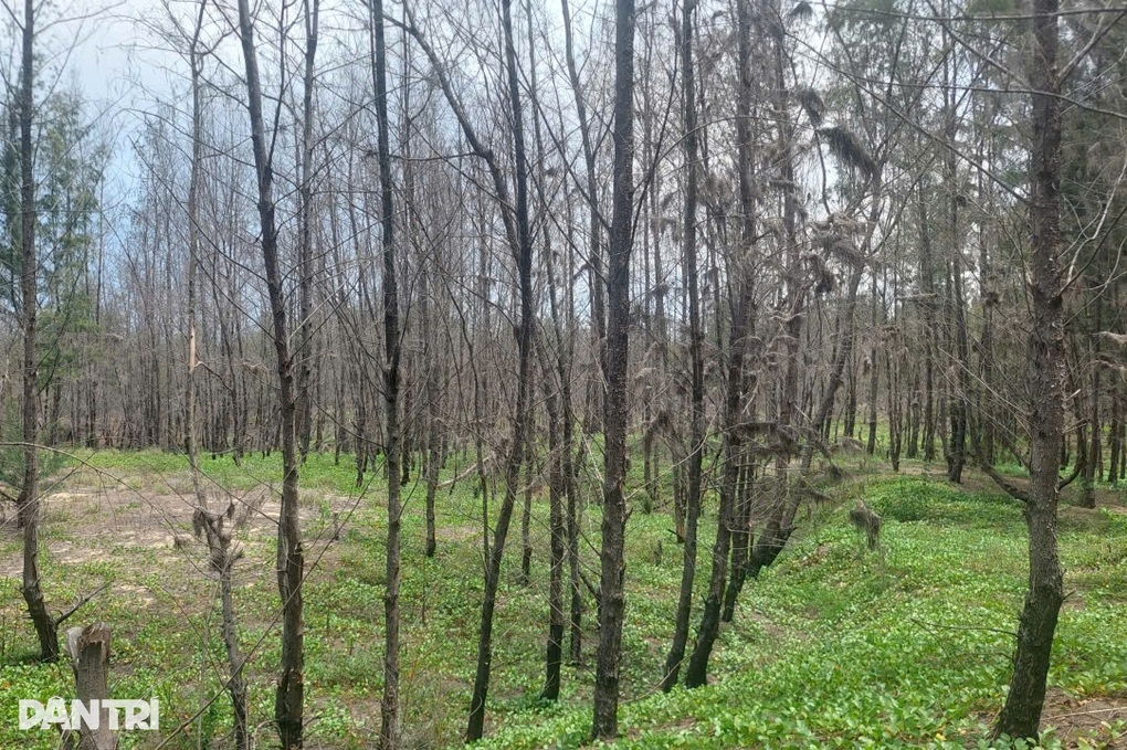 Rừng dương ven biển chết hàng loạt, người dân lo mất “lá chắn” bão - 1