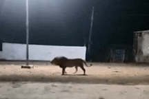 Nổi bật tuần qua: Sư tử đi vào làng, đàn chó nhà bao vây xua đuổi