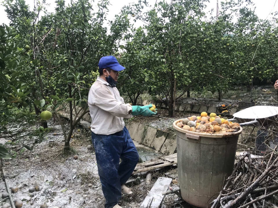 Nuốt nước mắt nhìn cam đặc sản nức tiếng rụng dần - 12 Nuốt nước mắt nhìn cam đặc sản nức tiếng rụng dần - 12