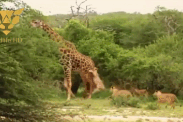 Đàn sư tử bất lực trước sự phản kháng của hươu cao cổ