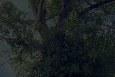 Sao mai Bích Hồng - Thu Hằng ra MV "Đừng quên câu dân ca".