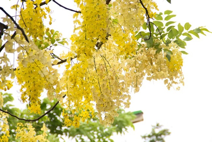 Muồng hoàng yến níu trải dọc bên bờ Hồ Tây, sắc vàng nhuộm nắng gợi nhớ những rung động của mùa hè năm tuổi đôi mươi ấy - Ảnh 6. Muồng hoàng yến níu trải dọc bên bờ Hồ Tây, sắc vàng nhuộm nắng gợi nhớ những rung động của mùa hè năm tuổi đôi mươi ấy - Ảnh 6.