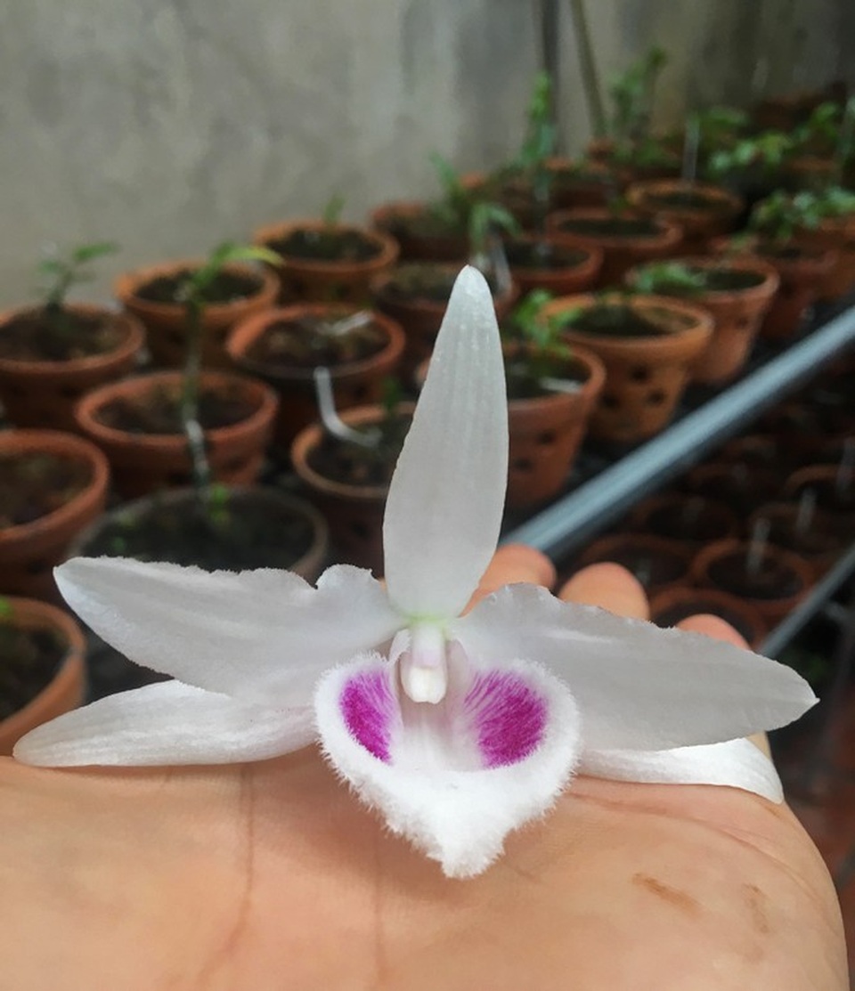 Người chơi lan đột biến tiết lộ sự thật khó tin về các thương vụ mua - bán gần trăm tỷ - 2 Người chơi lan đột biến tiết lộ sự thật khó tin về các thương vụ mua - bán gần trăm tỷ - 2