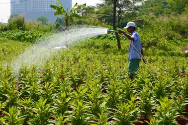 Làng hoa Tết tại TPHCM vào mùa, công nhân mất việc có nguồn thu mới