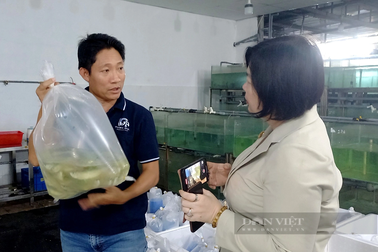 Dẹp phòng ngủ nuôi cá sinh sản triệu đô, anh nông dân xuất khẩu thu tiền tỷ