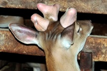 Kỳ lạ hươu sao "mọc" 3 cành nhung