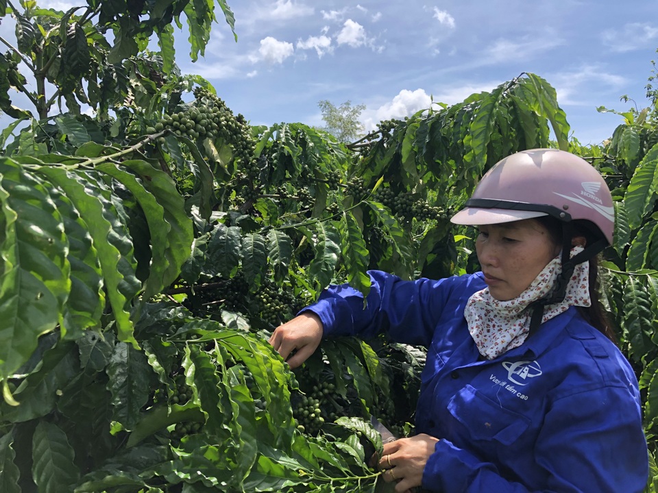 Vợ chồng nông dân mày mò làm cà phê sạch, kiếm hơn 1 tỷ đồng/năm - 1 Vợ chồng nông dân mày mò làm cà phê sạch, kiếm hơn 1 tỷ đồng/năm - 1
