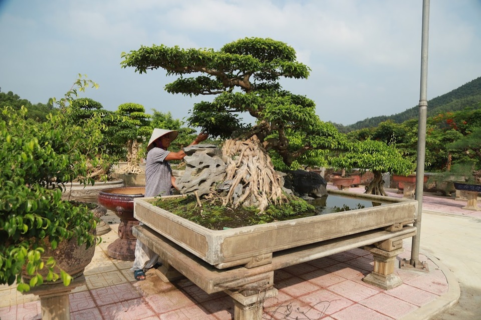 Chiêm ngưỡng nhà vườn toàn siêu cây bạc tỷ của ông vua cây cảnh - 6 Chiêm ngưỡng nhà vườn toàn siêu cây bạc tỷ của ông vua cây cảnh - 6