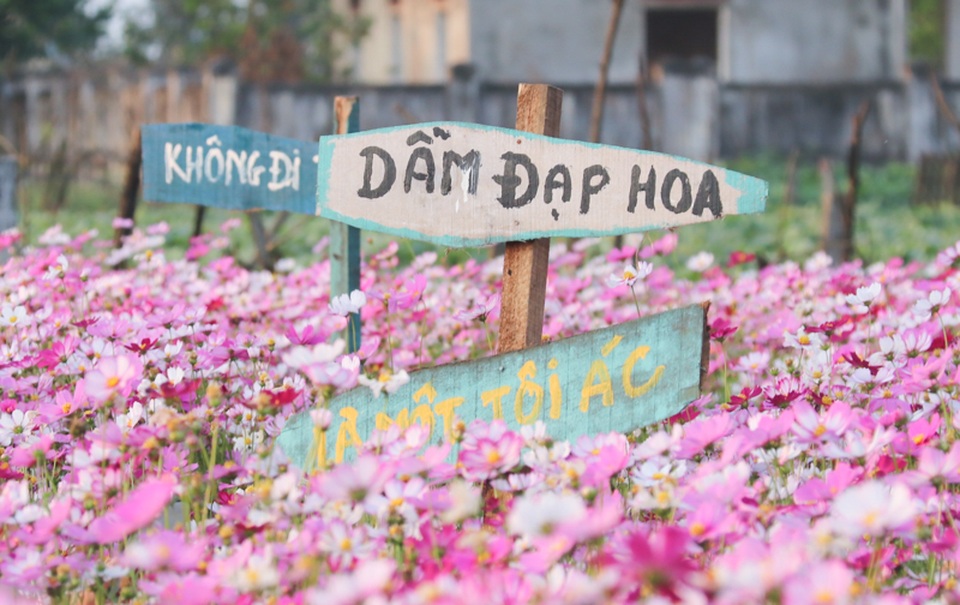 Trồng sao nhái thay dưa, chàng trai thu nhập hàng triệu đồng mỗi ngày - 12 Trồng sao nhái thay dưa, chàng trai thu nhập hàng triệu đồng mỗi ngày - 12