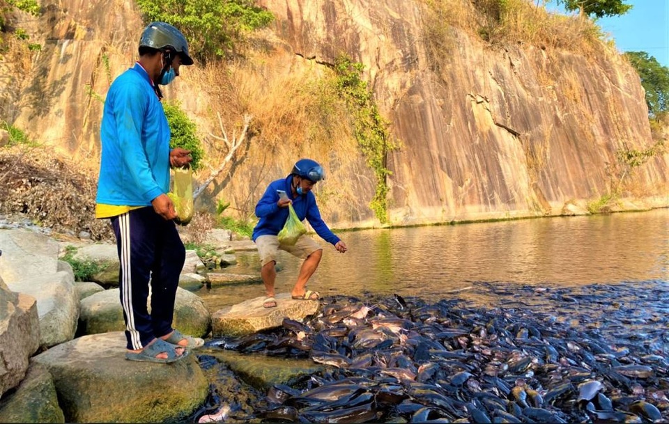 Đầu năm thăm ngôi chùa có hàng ngàn con cá trê nổi kín mặt hồ - 2 Đầu năm thăm ngôi chùa có hàng ngàn con cá trê nổi kín mặt hồ - 2