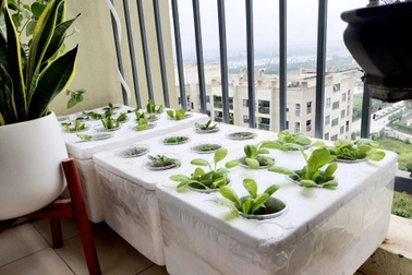 Mẹ "bỉm sữa" tại Hà Nội xin ve chai biến 3 m2 thành "vườn treo" xanh mướt