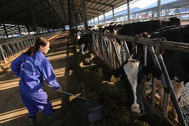 Hiếm có Việt Nam: Thị trấn 600 tỷ phú, lái ôtô dạo thăm bò