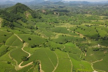 Choáng ngợp vẻ đẹp của đồi chè hình bát úp "độc" nhất Việt Nam