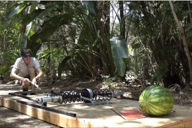 Bẫy chuột khổng lồ có thể nghiền nát sọ dừa