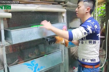 Nuôi gà cảnh trên sân thượng thu tiền chục triệu/tháng