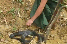 Bắt rắn hổ chúa bằng tay không, người đàn ông lĩnh bài học đau đớn