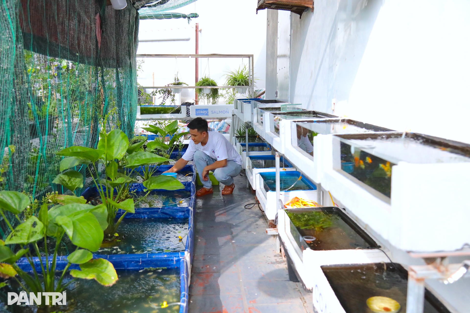 Ông bố ở Hà Nội trồng dưa lưới, nuôi cá sân thượng, kiếm chục triệu/tháng - 10 Ông bố ở Hà Nội trồng dưa lưới, nuôi cá sân thượng, kiếm chục triệu/tháng - 10