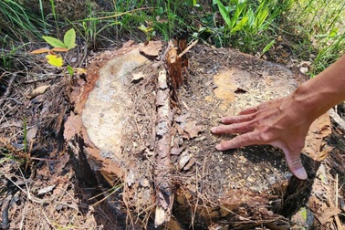 Điều tra vụ rừng thông 3 lá bị đốn hạ ở Lâm Đồng