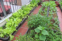 Ảnh dự thi số 11: Vườn rau xanh mướt trên sân thượng