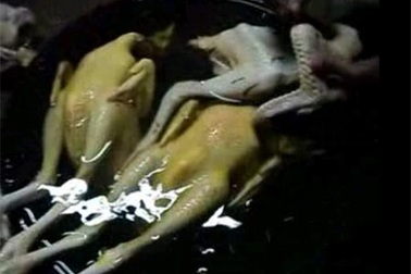 Hà Nội: Kiểm nghiệm hàm lượng sắt trong thịt gà