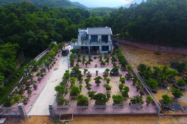 Chiêm ngưỡng nhà vườn toàn siêu cây bạc tỷ của ông vua cây cảnh