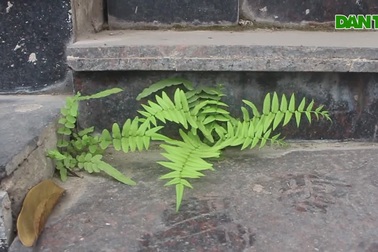 Nấm mốc, rêu phong bao phủ kín quán hàng sau chuỗi ngày dài đóng cửa