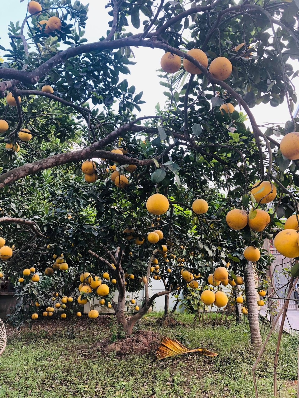 Mua đất ngoại ô làm nhà vườn, không ngờ 10 năm sau thành tài sản đắt giá - 6 Mua đất ngoại ô làm nhà vườn, không ngờ 10 năm sau thành tài sản đắt giá - 6