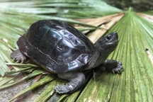 Hơn 80% vụ giải cứu động vật hoang dã ở TPHCM không thành công